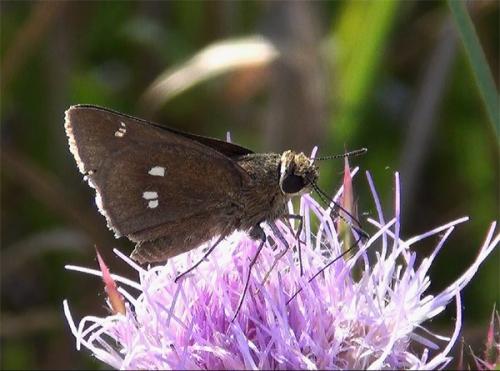 Réf. 98 184 : Oligoria maculata