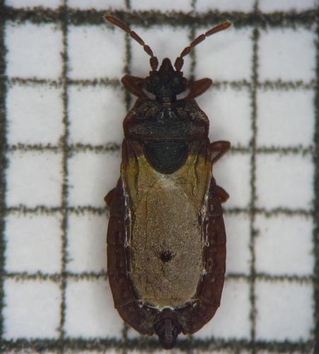 Réf. 98 495 : Aneurus laevis