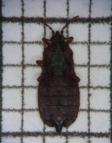 Réf. 98 496 : Aneurus laevis