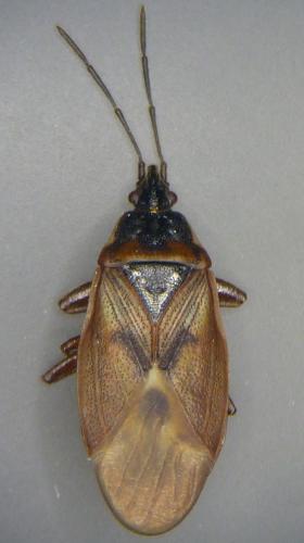 Réf. 98 575 : Gastrodes abietum