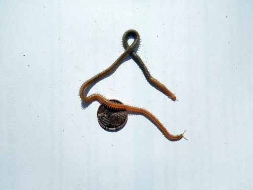 Himantarium gabrielis