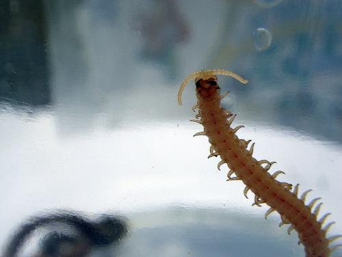 Himantarium gabrielis