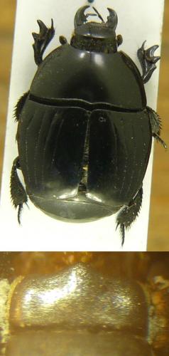 Réf. 98 997 : Pachylister inaequalis