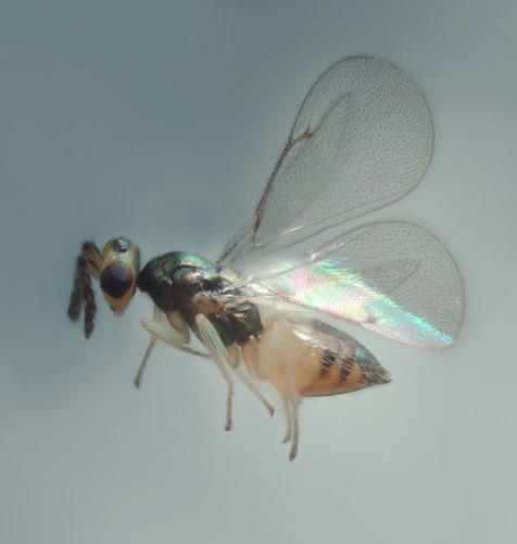Réf. 98 232 : Tetrastichinae inconnu