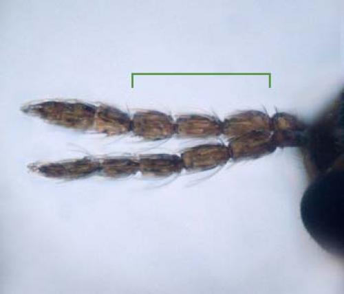 Réf. 98 233 : Tetrastichinae inconnu