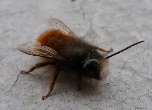 Osmia cornuta