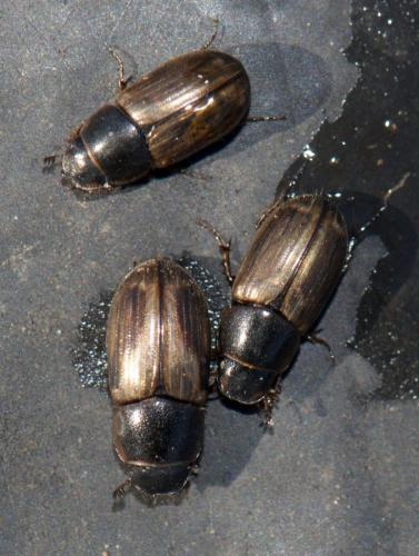 Melinopterus consputus