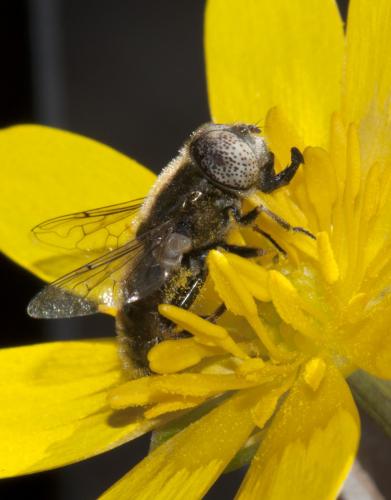 Réf. 98 036 : Eristalinus aeneus