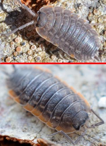 Porcellio sp.