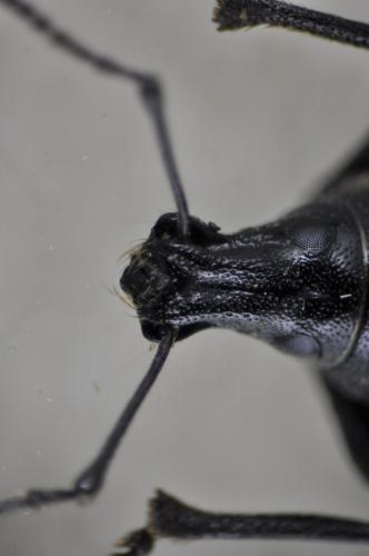 Réf. 98 356 : Otiorhynchus pourtoyi aubryi