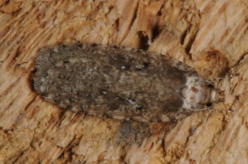 Réf. 98 008 : Agonopterix sp.