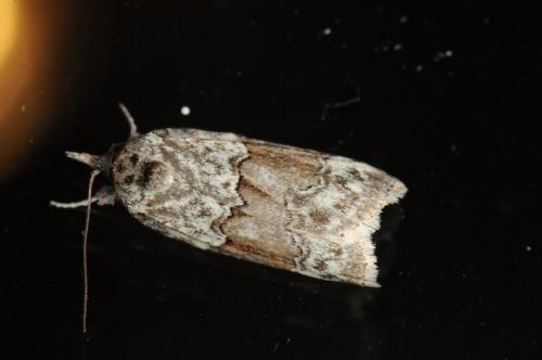 Réf. 98 736 : Nycteola sp.