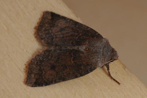 Réf. 98 764 : Conistra ligula
