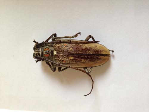 Réf. 98 450 : Batocera rufomaculata
