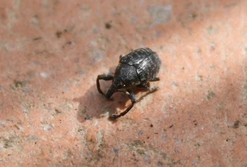 Larinus turbinatus