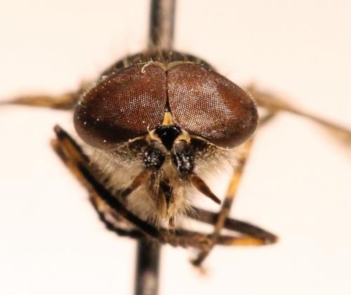 Haematopota pluvialis