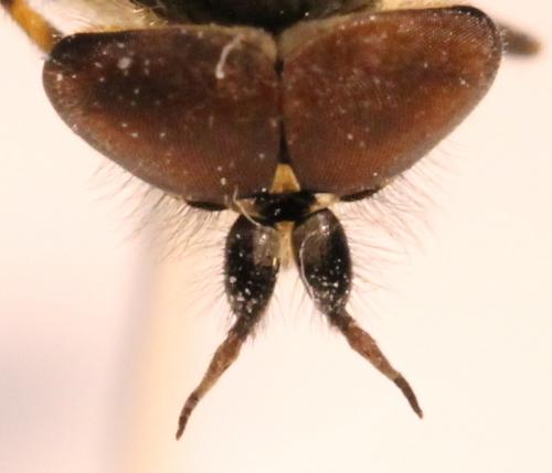Haematopota pluvialis