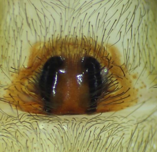 Coelotes atropos
