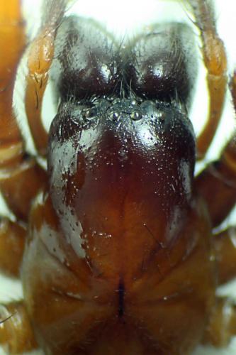 Réf. 98 524 : Coelotes atropos