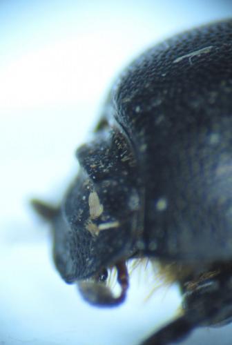 Réf. 98 842 : Onthophagus ovatus
