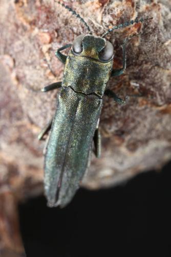 Réf. 98 555 : Agrilus sp.