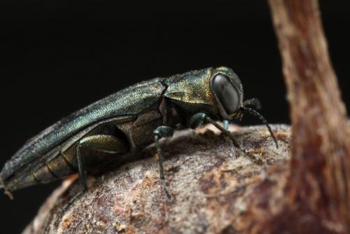 Réf. 98 556 : Agrilus sp.