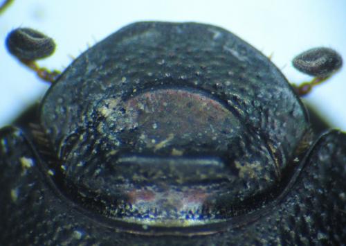 Réf. 98 902 : Onthophagus ovatus