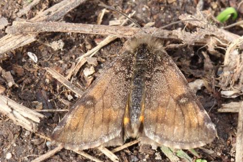 Archiearis parthenias