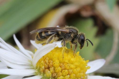 Lasioglossum malachurum