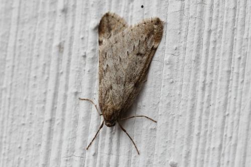 Réf. 98 024 : Alsophila aescularia