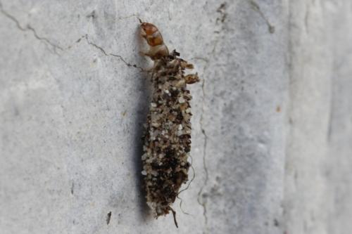 Dahlica sp.