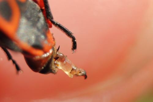 Pyrrhocoris apterus