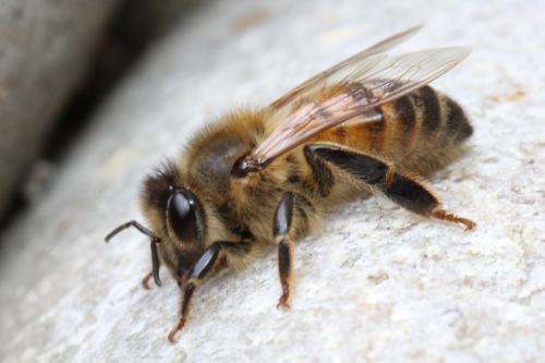 Réf. 98 255 : Apis mellifera