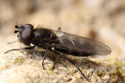 Melangyna quadrimaculata