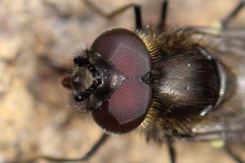 Réf. 98 257 : Melangyna quadrimaculata