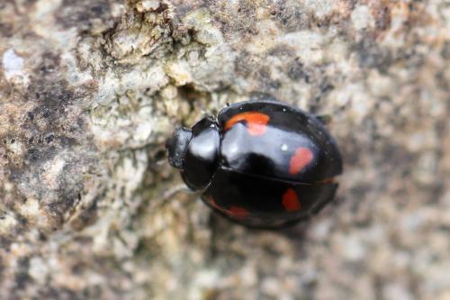Exochomus quadripustulatus
