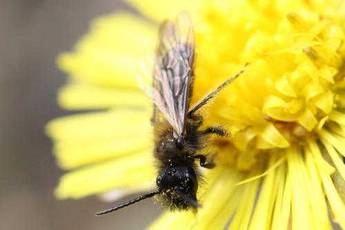 Andrena bicolor