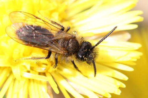 Réf. 98 413 : Andrena bicolor