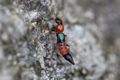 Réf. 98 410 : Paederus sp.