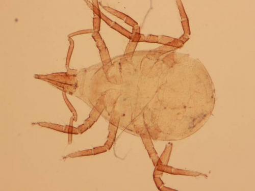 Biscirus sp.