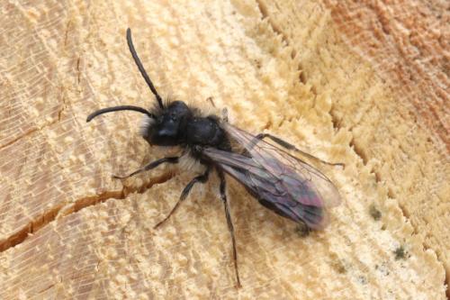 Andrena sp.