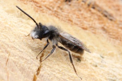 Andrena sp.