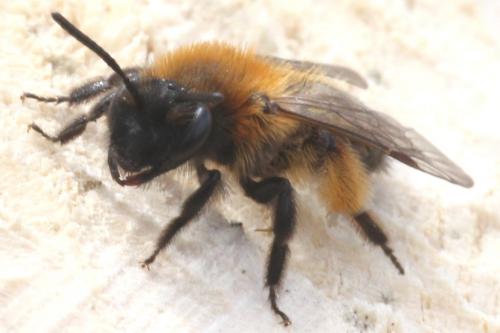 Andrena bicolor