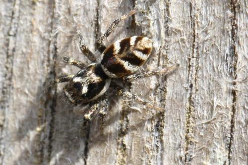 Réf. 98 481 : Salticus scenicus
