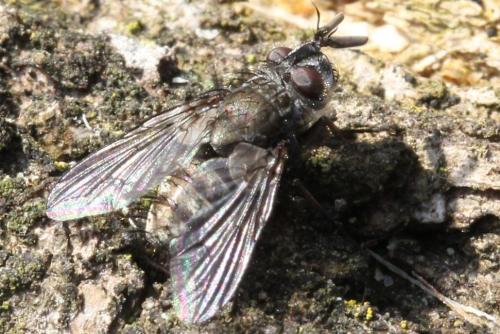 Réf. 98 740 : Bothria frontosa