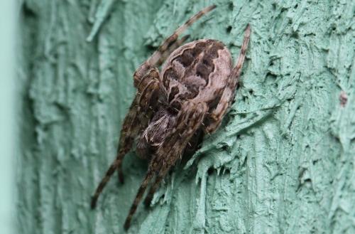 Réf. 98 853 : Larinioides sclopetarius