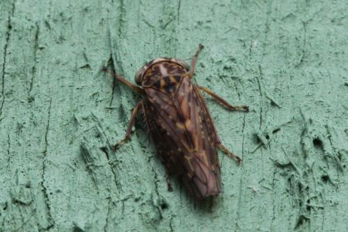 Réf. 98 867 : Idiocerus herrichii