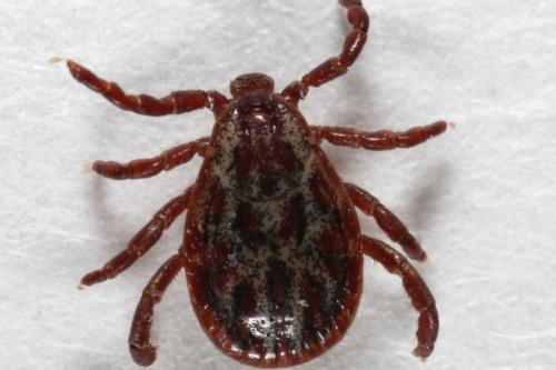 Réf. 98 854 : Dermacentor reticulatus