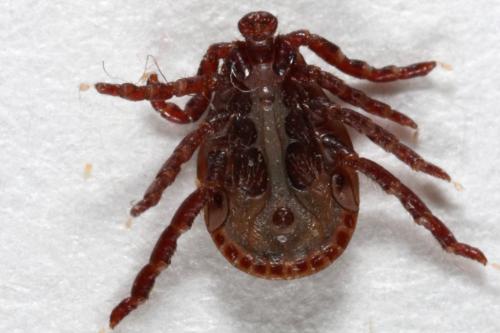 Réf. 98 855 : Dermacentor reticulatus