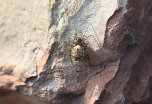 Enoplognatha mandibularis